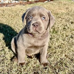 Slate - Silver male Dilute Retriever puppy in Rockwall, Texas from T3 Pups