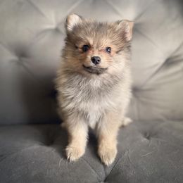 Sable Female - Pomeranian puppy in Kokomo, Indiana from PomCo LLC