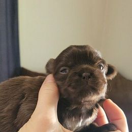 Boy #1 - Liver Shih Tzu puppy in Garland, Texas from Bibi’s Exclusive Shih Tzus