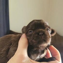 Boy #1 - Liver Shih Tzu puppy in Garland, Texas from Bibi’s Exclusive Shih Tzus