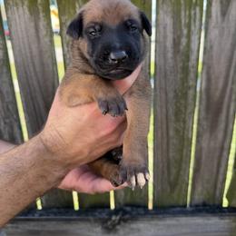 Cupid - Mahogany male Belgian Malinois puppy in Deerfield Beach, Florida from vd Hunde der neuen Äre