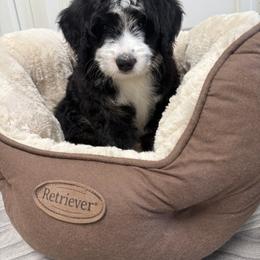 Bernedoodle Puppies from Palmetto Bernedoodles Boutique