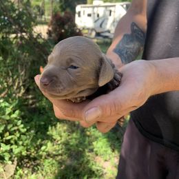 Harriet - Fawn (isabella) and tan female Dachshund puppy in Florida from Lazy Acres Farm