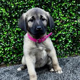 H.D Pink Girl - Fawn female Anatolian Shepherd Dog puppy in Frenchtown, Montana from Apex Anatolians