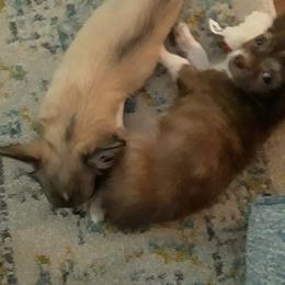 Chihuahua Puppies from Chilove Chihuahuas