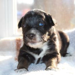 Jitter - Black tri-color male Australian Shepherd puppy in Coldwater, Michigan from Northern Star Australian Shepherds