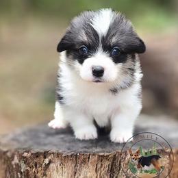 Marina - Black and white female American Corgi puppy in Cameron, North Carolina from Butts Family Corgis