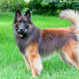 Belgian Tervuren All Grown Up from Coyote Run Tervuren