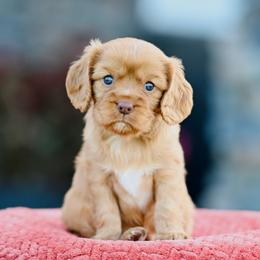Doc - Ruby male Cavalier King Charles Spaniel puppy in Sugarcreek, Ohio from Chocolate Cavalier