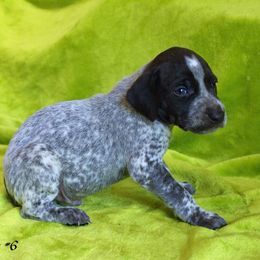 German Shorthaired Pointer Puppies from Buggytown Birddogs