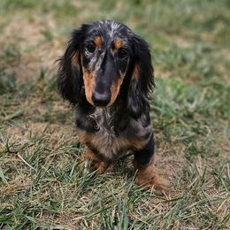 Kai - Dachshund