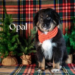 OPAL - Black tri female Miniature American Shepherd puppy in Puyallup, Washington from TRAILS END (FERGI’S) GEMINI