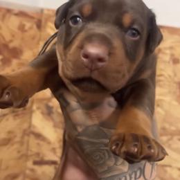 Ember - Red and rust female Doberman Pinscher puppy in Newberg, Oregon from De Mata Dobermann Kennel