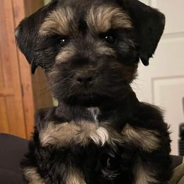 Miniature Schnauzers and Poodles from Snow Creek Miniature Schnauzers, and Poodles