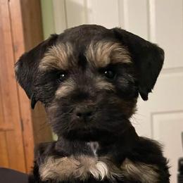 Miniature Schnauzers and Poodles from Snow Creek Miniature Schnauzers, and Poodles