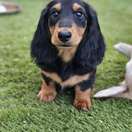 Dachshund Puppies from Farmhouse Dachshunds