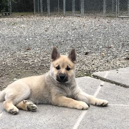 Norwegian Buhund Puppies from Trollheimen Kennel