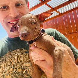 Latte - Chocolate female American Hairless Terrier puppy in Sacramento, California from Gold Rush Kennels