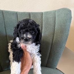 Haven - Parti female Labradoodle puppy in Churchill County Fallon, Nevada from Card Family Ranch