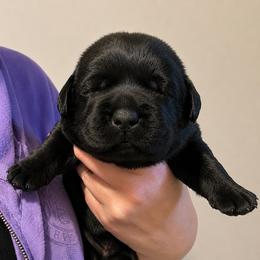 Bear - Black male Labrador Retriever puppy in Braselton, Georgia from Bel Amour