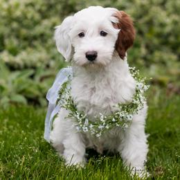 Australian Labradoodle Puppies from Hunterberry Hill Labradoodles