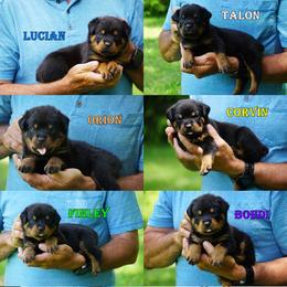 3rd pick male - Black and rust male Rottweiler puppy in Frazeysburg, Ohio from Mountain High Kennels