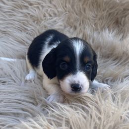 Oreo READY X-MAS WEEK - Piebald male Dachshund puppy in Purdy, Missouri from Shotgun Pups