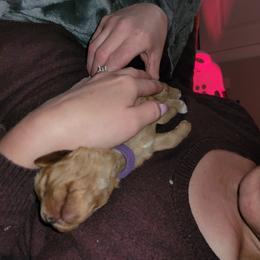 Cavapoo Puppies from Prince Pups