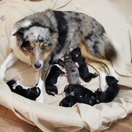Aussiedoodles and Poodles from Jellico Creek Poodles