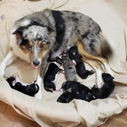 Aussiedoodles and Poodles from Jellico Creek Poodles
