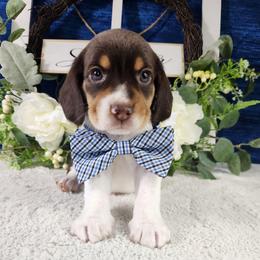 Bandit - Brown white and tan male Beagle puppy in Pottersville, Missouri from Lovan's Spring Creek Kennel
