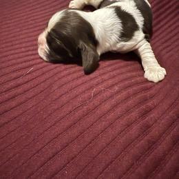 Xaden - Brown white and tan male Cocker Spaniel puppy in Bliss, New York from AK Another Shot Kennel