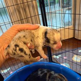 Blue Merle female 3 (collar) - Blue merle female Miniature Australian Shepherd puppy in Washington, Indiana from Southern Indiana Mini Aussies