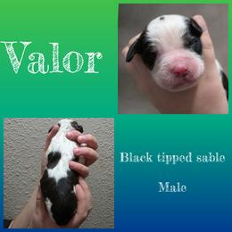 Valor - Black white and tan male English Springer Spaniel puppy in Florida from Thunderbird Springers
