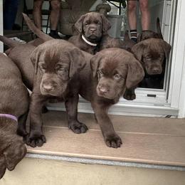 Labrador Retrievers from Hershey’s Chocolate Retrievers