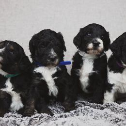 Bernedoodle and Goldendoodle Puppies from Farmer Doodles