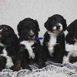 Bernedoodle and Goldendoodle Puppies from Farmer Doodles