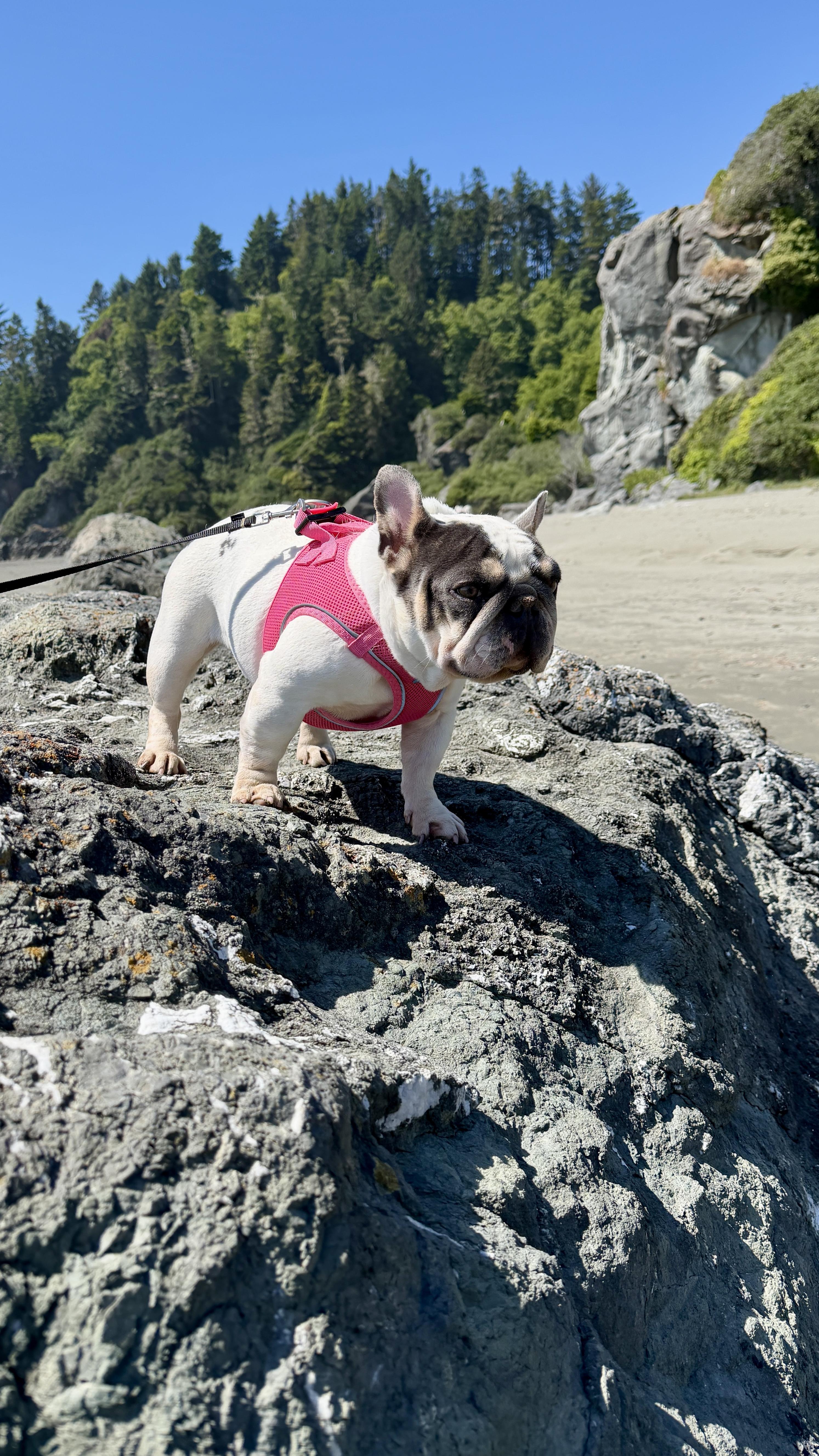 French Bulldogs from Tri County Frenchies