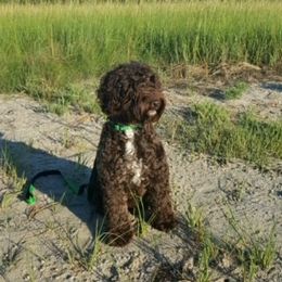 Australian Labradoodles from Atlantic Labradoodles