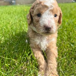 Tide - Red male Aussiedoodle puppy in Nephi, Utah from Peachydoodlepups
