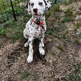 Dalmatian Puppies from Louisiana Roux Dalmatians