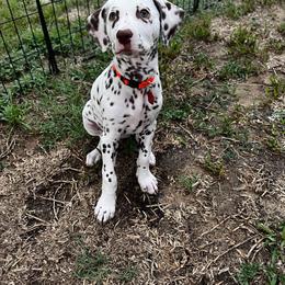 Dalmatian Puppies from Louisiana Roux Dalmatians