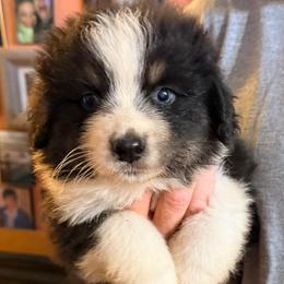Lester - Black tri-color male Australian Shepherd puppy in Grove, Oklahoma from Dollface Aussies