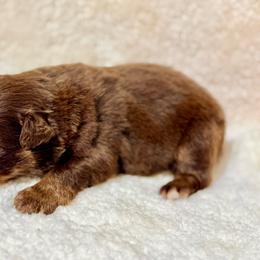 Tri male - Red tri male Miniature Australian Shepherd puppy in Lemon Cove, California from Magic Ranch Mini Aussies