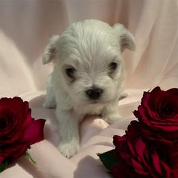 Boy 3 - male Maltipoo puppy in Mooresville, North Carolina from Clearview Canines