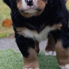Bernese Mountain Dogs from Keely’s Bouncing Berners