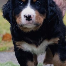 Bernese Mountain Dogs from Keely’s Bouncing Berners