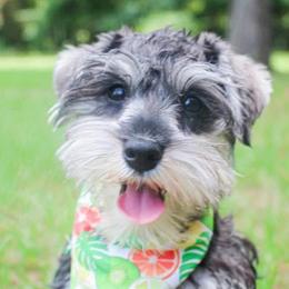 Goldendoodles and Miniature Schnauzers from Rocking H