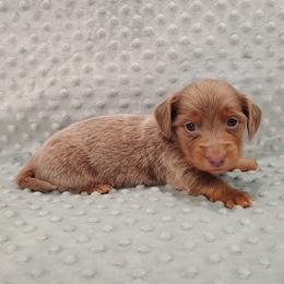 Puppy 4 - Fawn (isabella) and tan female Dachshund puppy in Krum, Texas from Dots N Spots Dachshunds