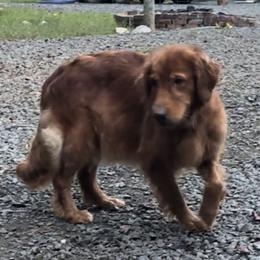 Ourea - Golden Retriever